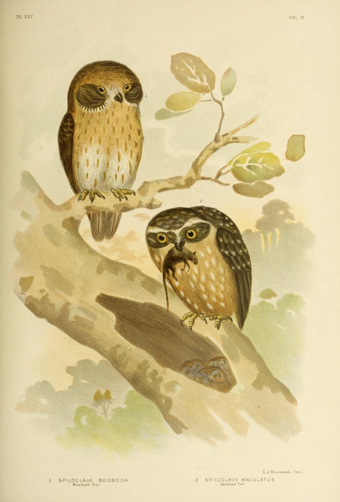 Birds of Australia 1890 Boobook & Spotted Owls Canvas Art - GJ Broinowski (24 x 36)