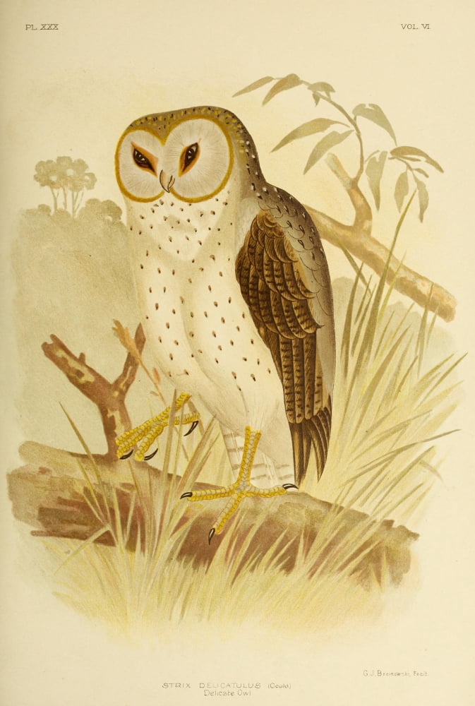 Birds of Australia 1890 Delicate Owl Canvas Art - GJ Broinowski (24 x 36)