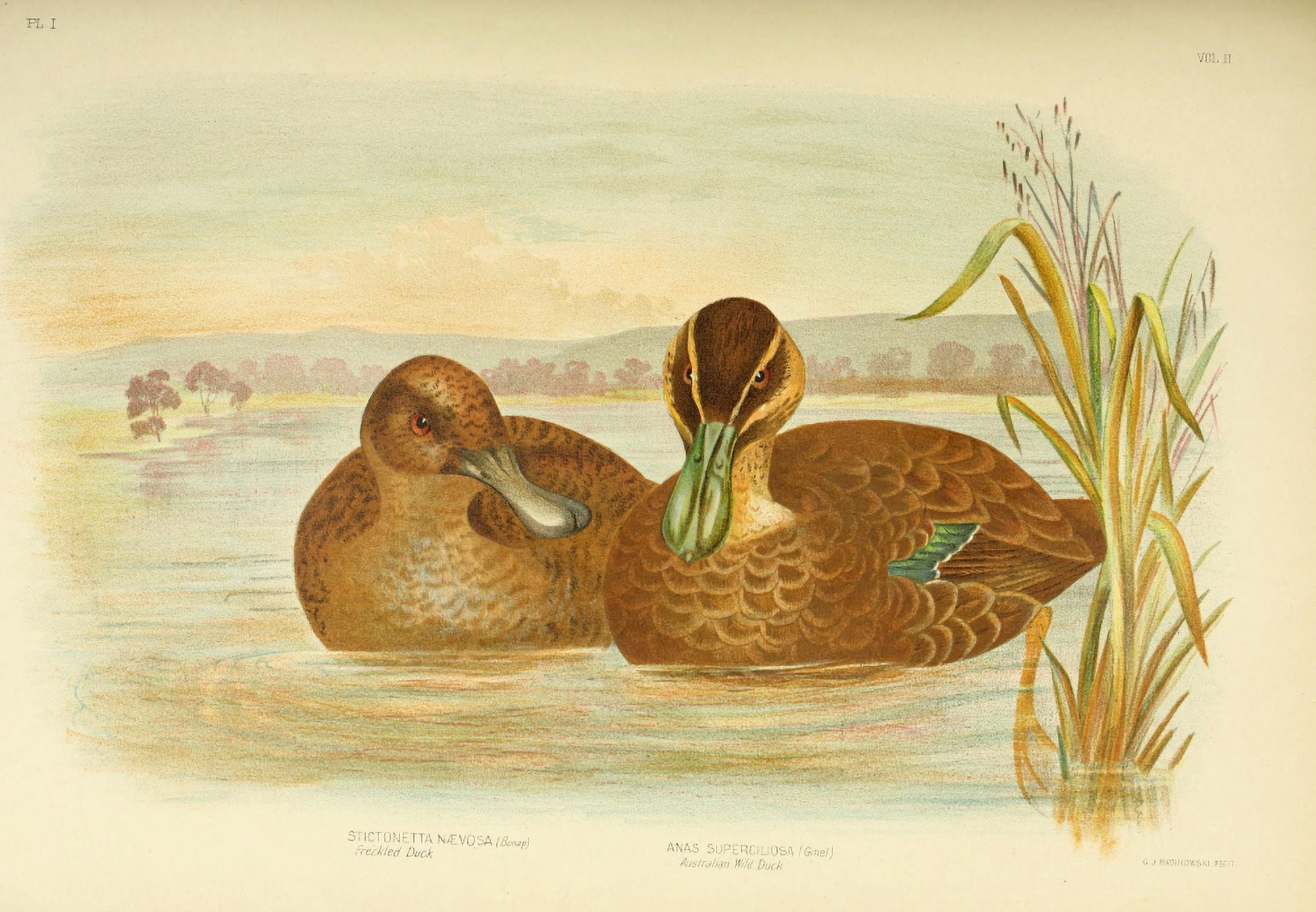 Birds of Australia 1890 Ducks Canvas Art - GJ Broinowski (24 x 36)