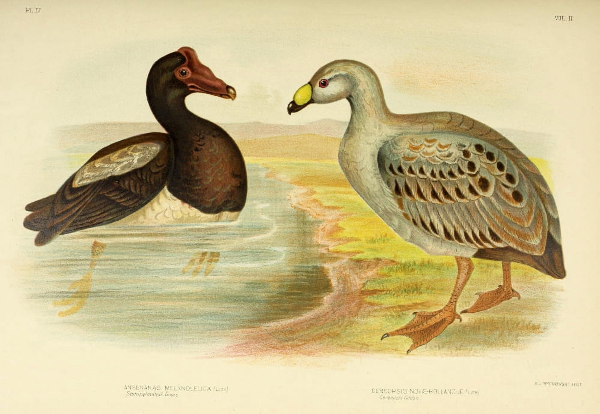 Birds of Australia 1890 Geese 2 Canvas Art - GJ Broinowski (18 x 24)