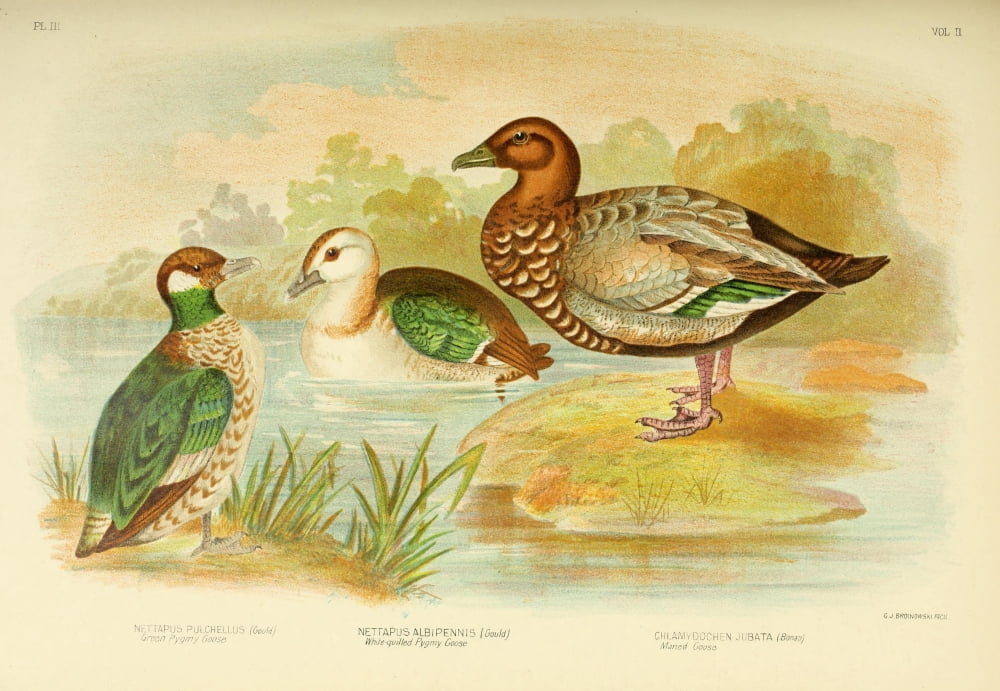 Birds of Australia 1890 Geese Canvas Art - GJ Broinowski (24 x 36)