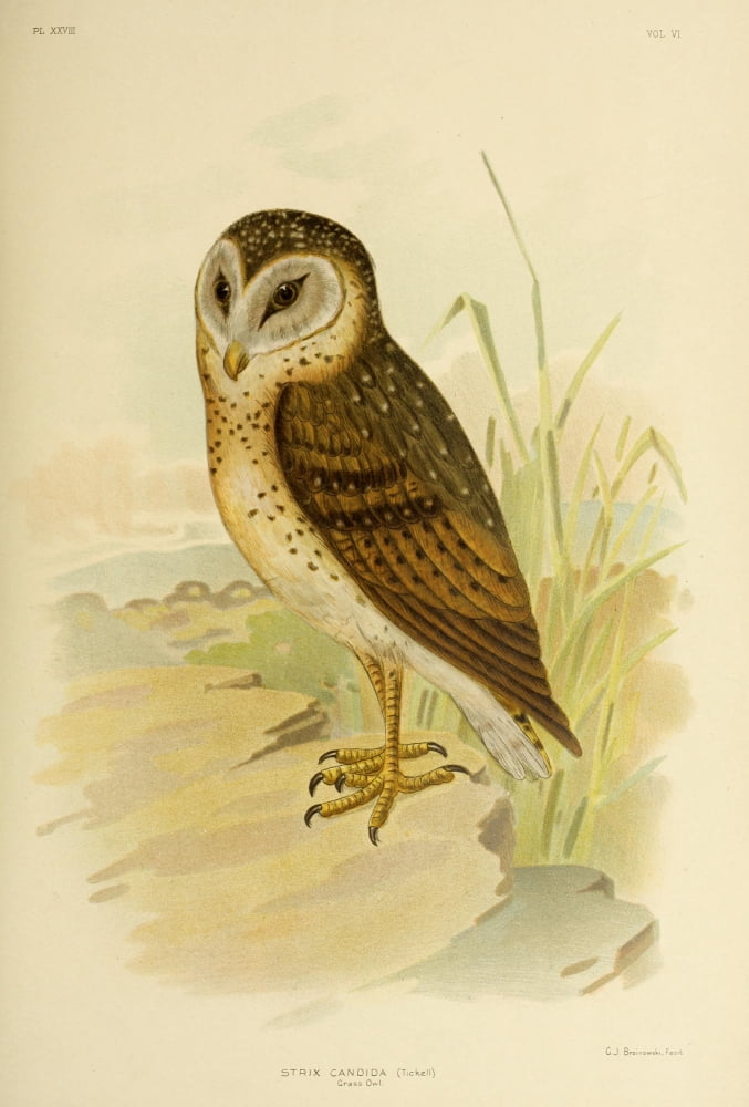 Birds of Australia 1890 Grass Owl Canvas Art - GJ Broinowski (18 x 24)