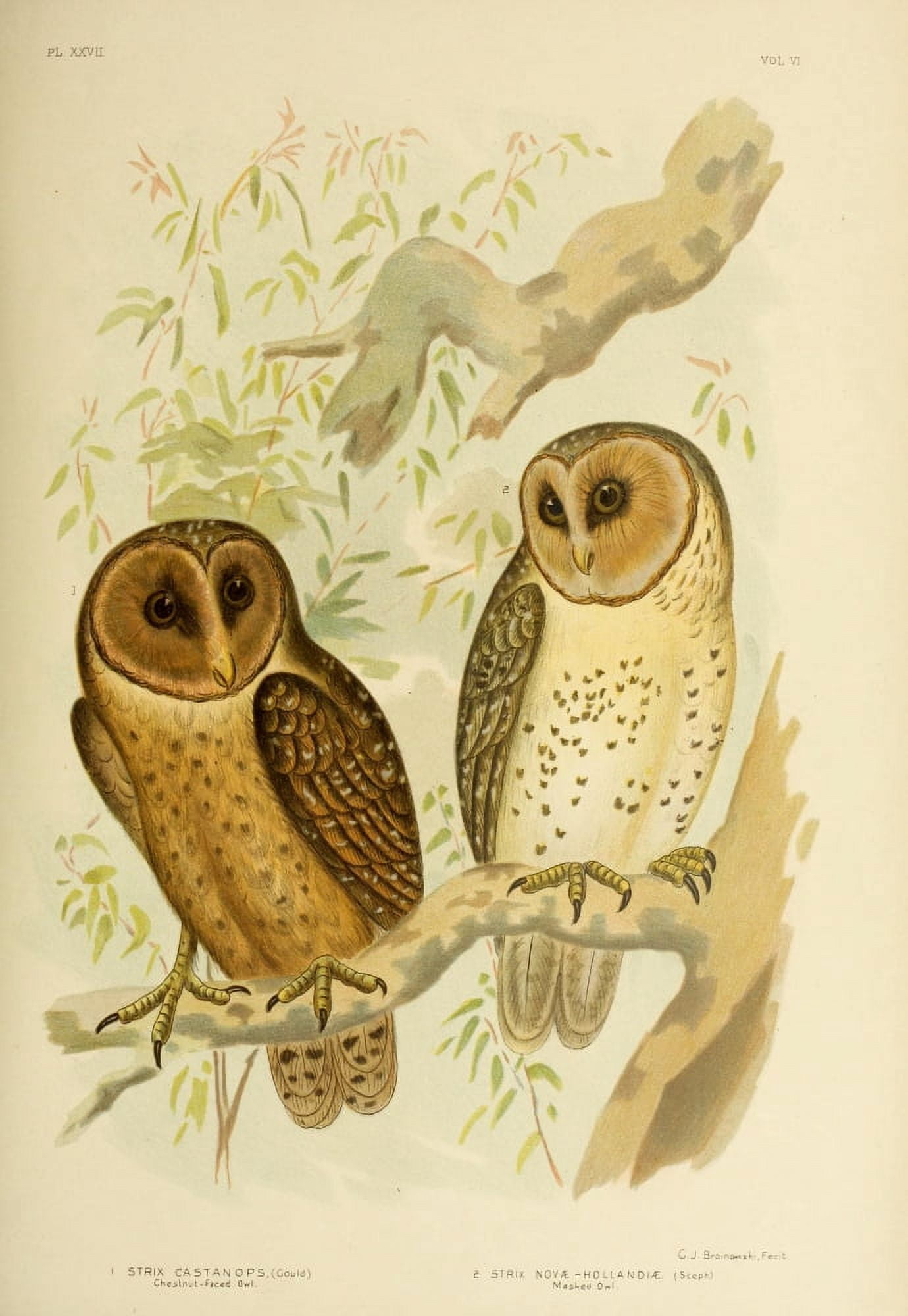 Birds of Australia 1890 Owls Canvas Art - GJ Broinowski (24 x 36)