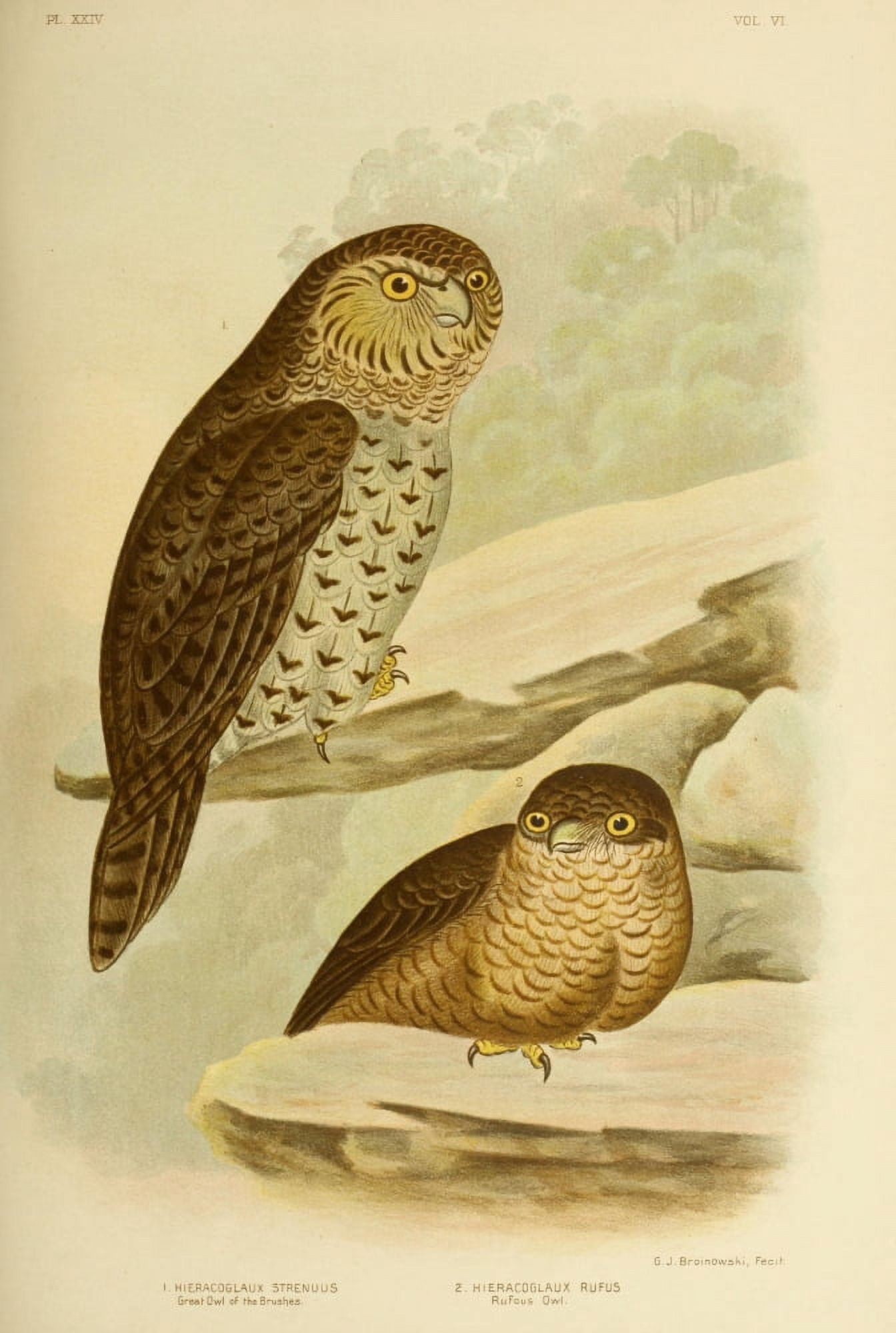 Birds of Australia 1890 Rufous Owl Canvas Art - GJ Broinowski (24 x 36)