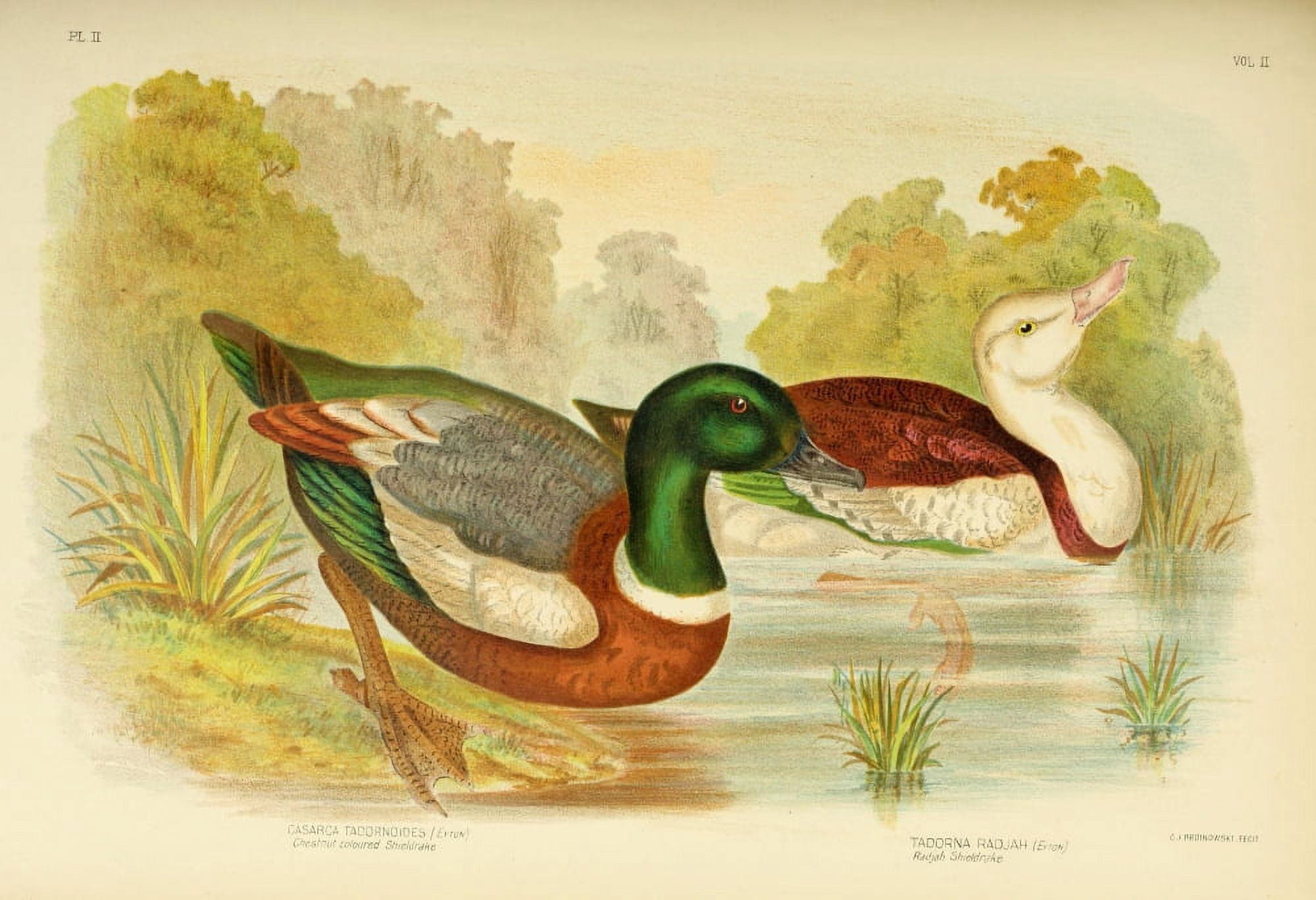 Birds of Australia 1890 Sheldrake Canvas Art - GJ Broinowski (18 x 24)
