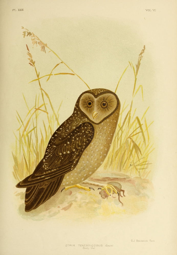 Birds of Australia 1890 Sooty Owl Canvas Art - GJ Broinowski (24 x 36)