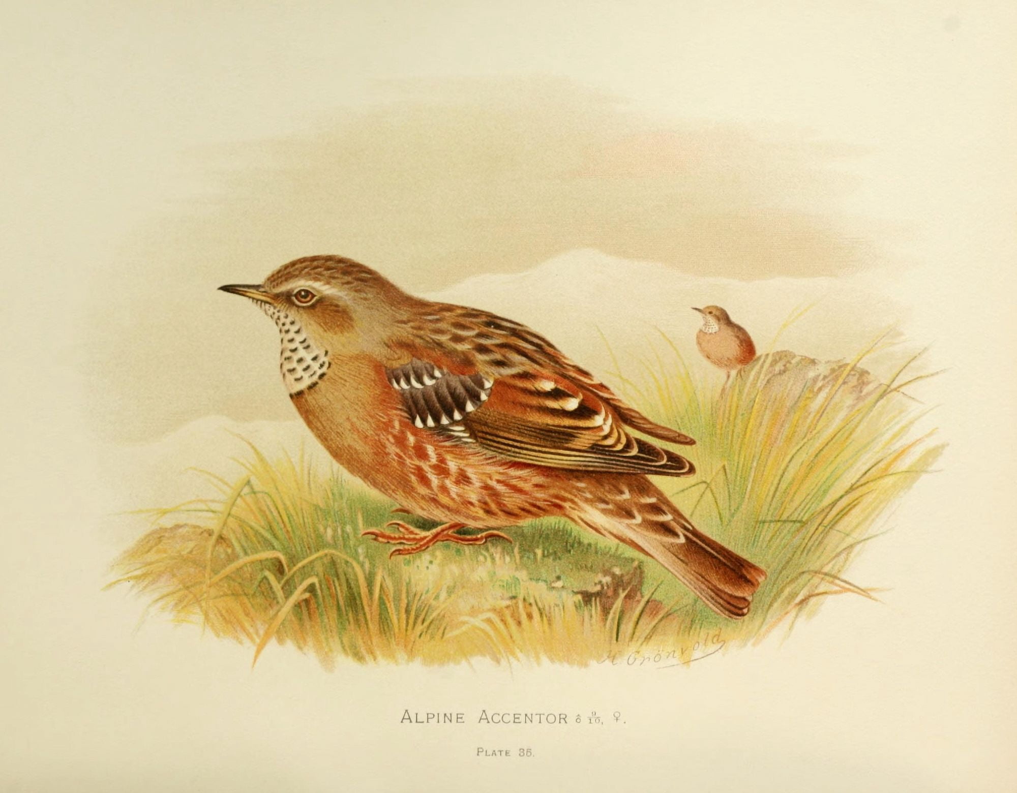 Birds of Britain & Ireland 1907 Accentor Alpine Canvas Art - Henrik Grnvold (18 x 24)