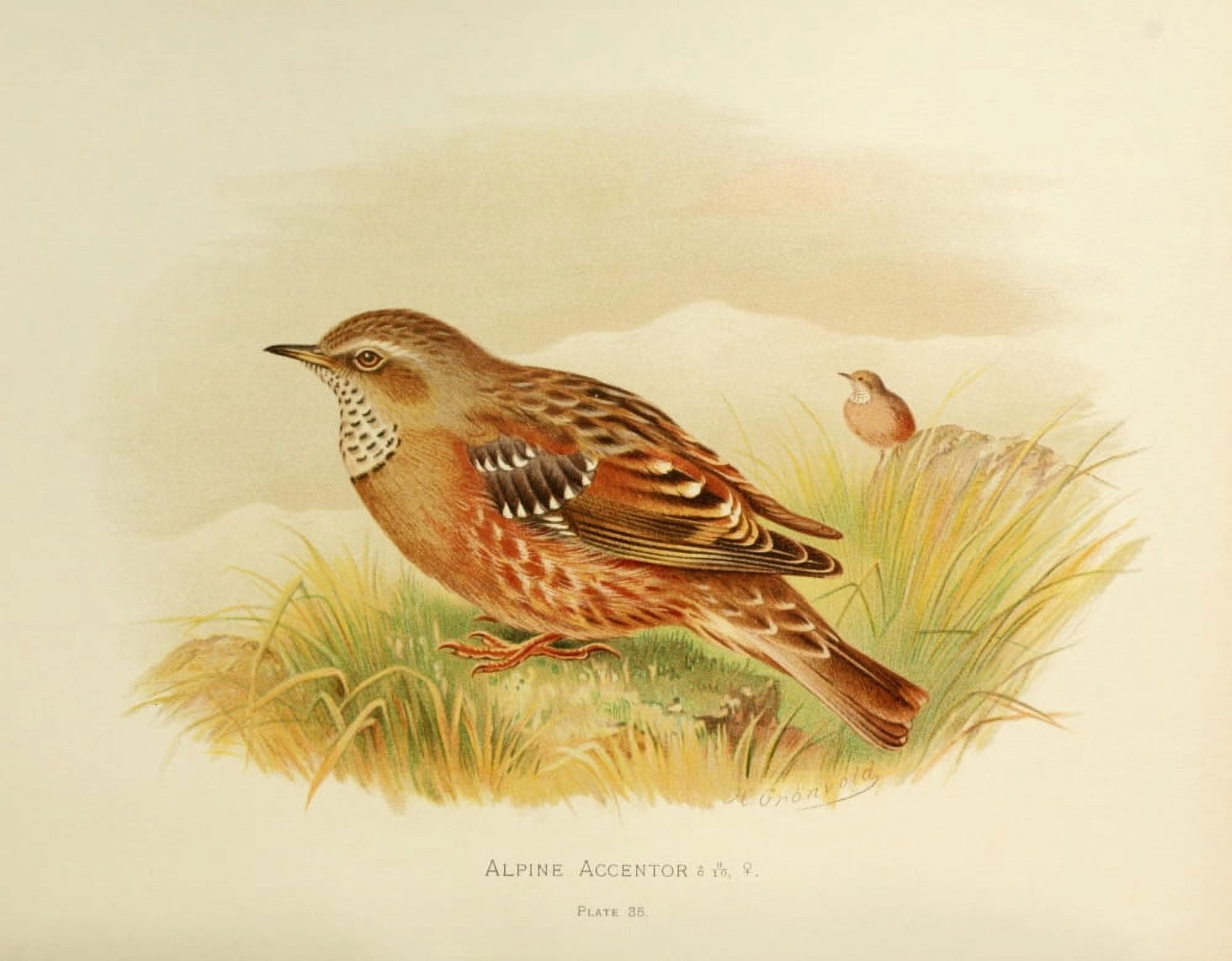 Birds of Britain & Ireland 1907 Accentor Alpine Canvas Art - Henrik Grnvold (24 x 36)