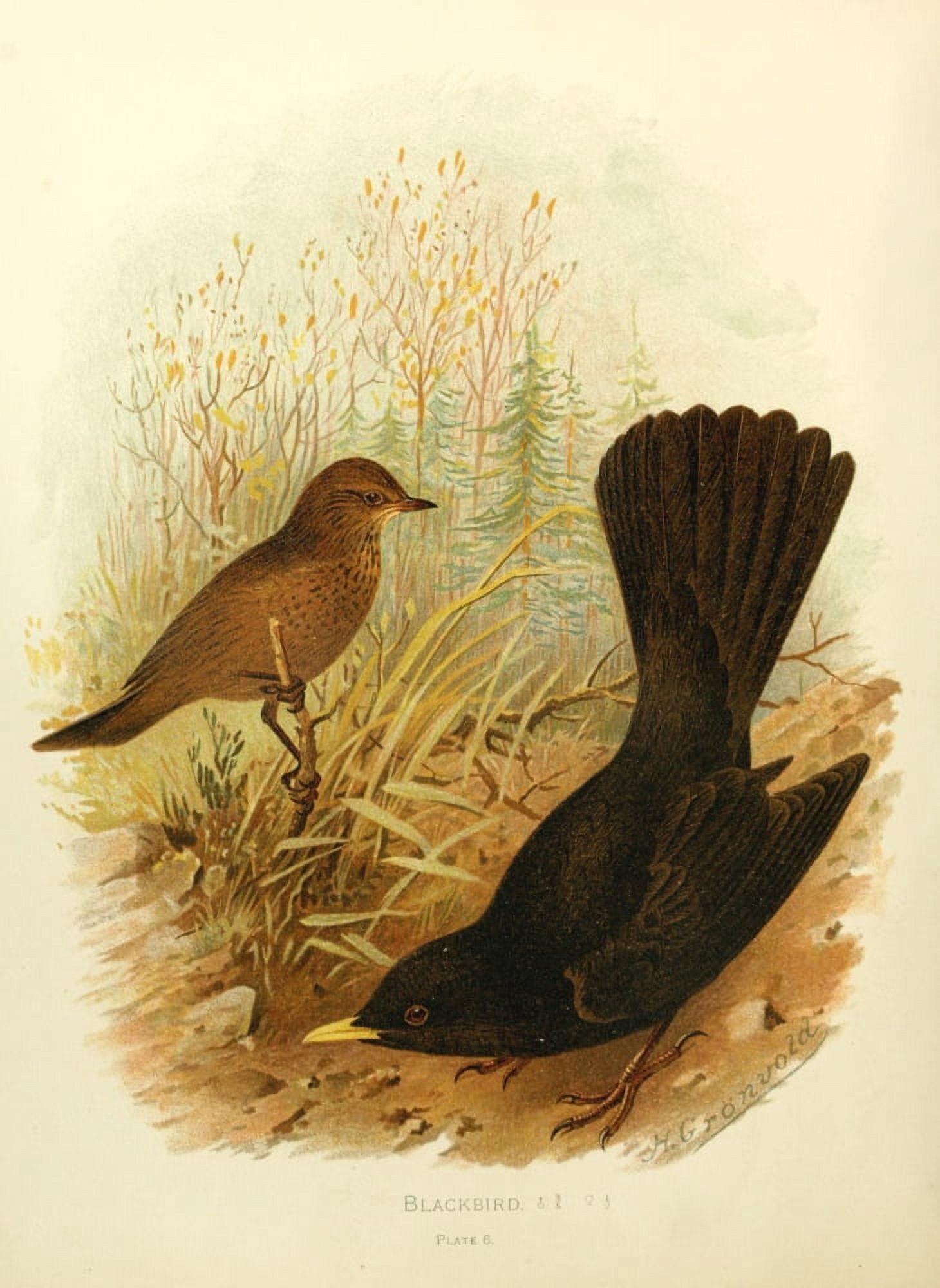 Birds of Britain & Ireland 1907 Blackbird Canvas Art - Henrik Grnvold (18 x 24)