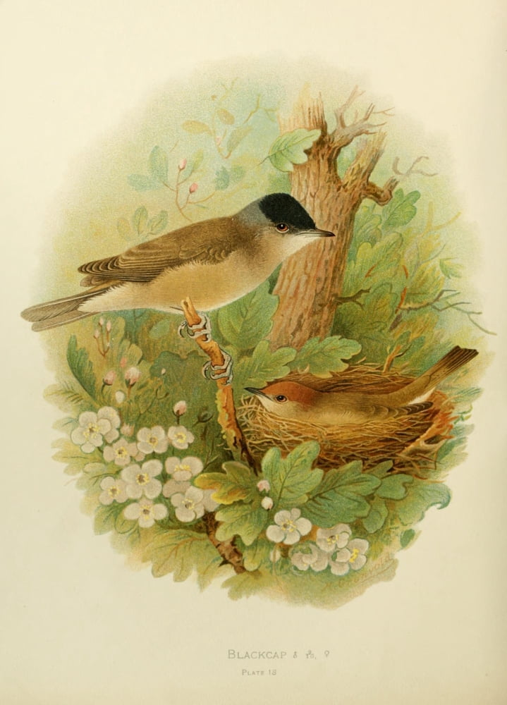 Birds of Britain & Ireland 1907 Blackcap Canvas Art - Henrik Grnvold (24 x 36)