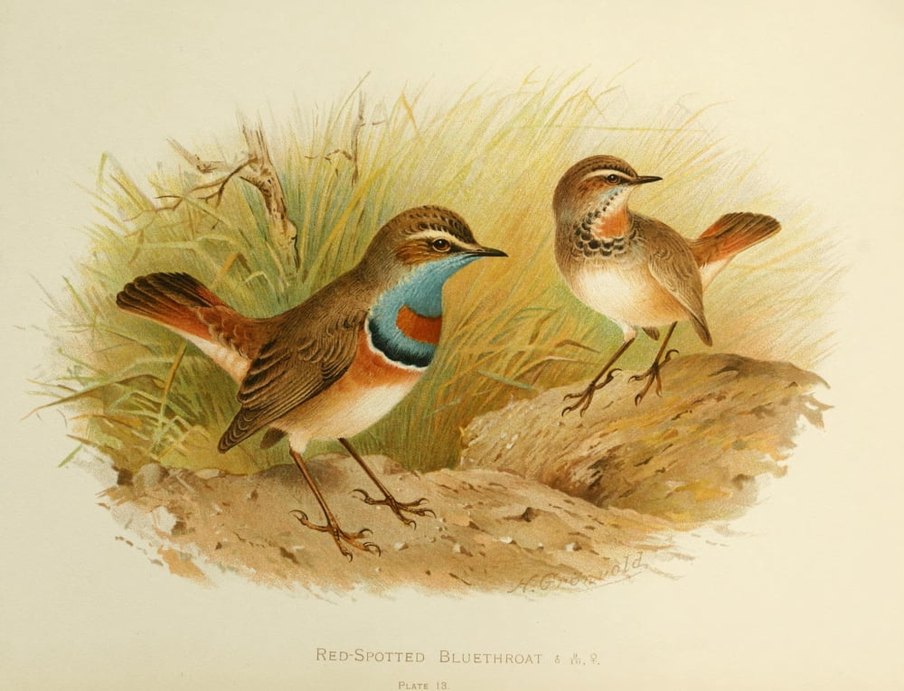 Birds of Britain & Ireland 1907 Bluethroat Red Spotted Canvas Art - Henrik Grnvold (18 x 24)
