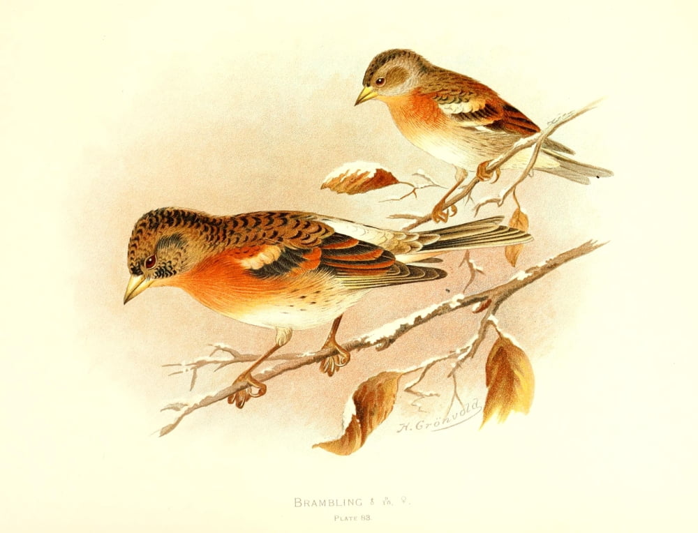Birds of Britain & Ireland 1907 Brambling Canvas Art - Henrik Grnvold (24 x 36)