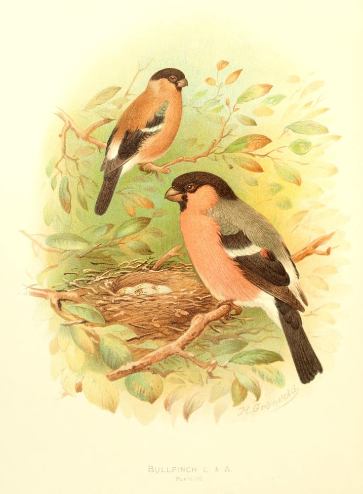 Birds of Britain & Ireland 1907 Bullfinch Canvas Art - Henrik Grnvold (18 x 24)