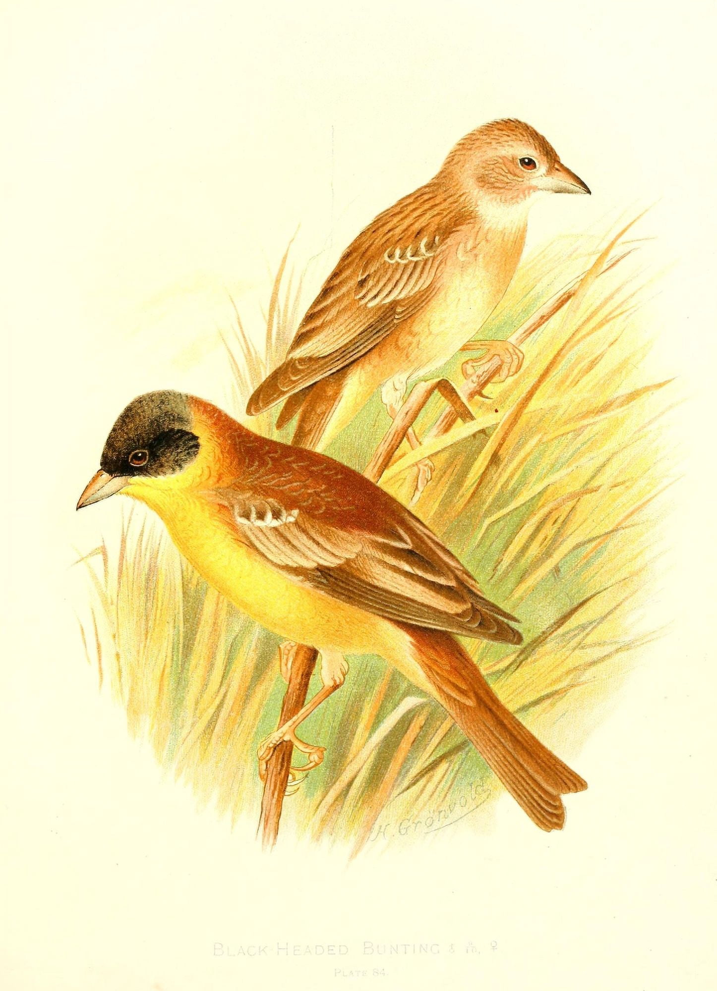Birds of Britain & Ireland 1907 Bunting Black-headed Canvas Art - Henrik Grnvold (18 x 24)