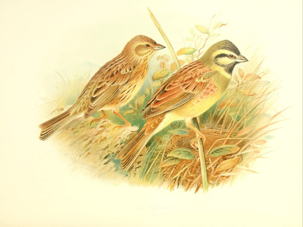 Birds of Britain & Ireland 1907 Bunting Cirl Canvas Art - Henrik Grnvold (24 x 36)