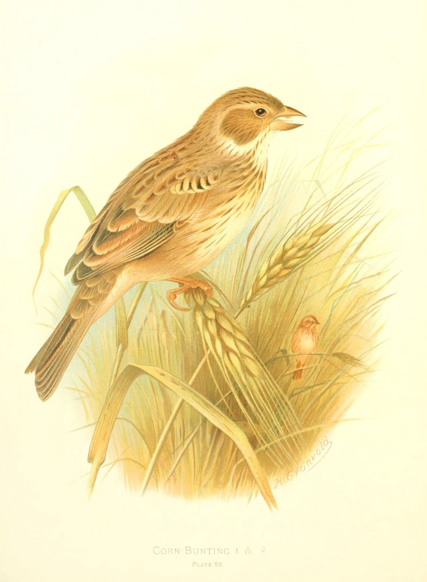 Birds of Britain & Ireland 1907 Bunting Corn Canvas Art - Henrik Grnvold (24 x 36)