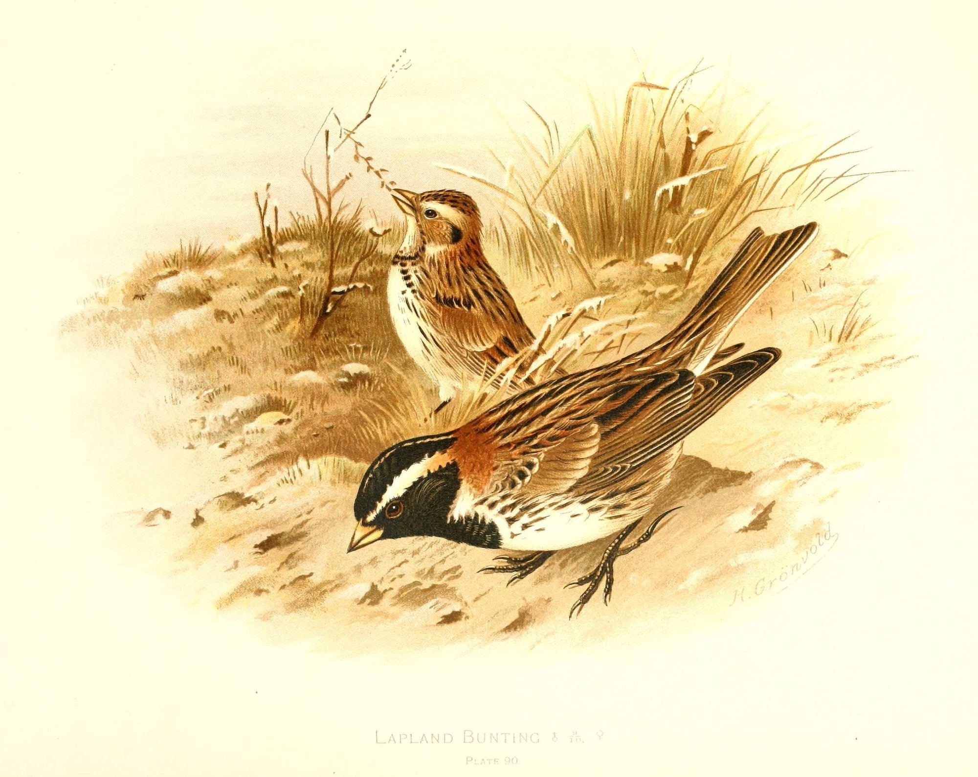 Birds of Britain & Ireland 1907 Bunting Lapland Canvas Art - Henrik Grnvold (24 x 36)