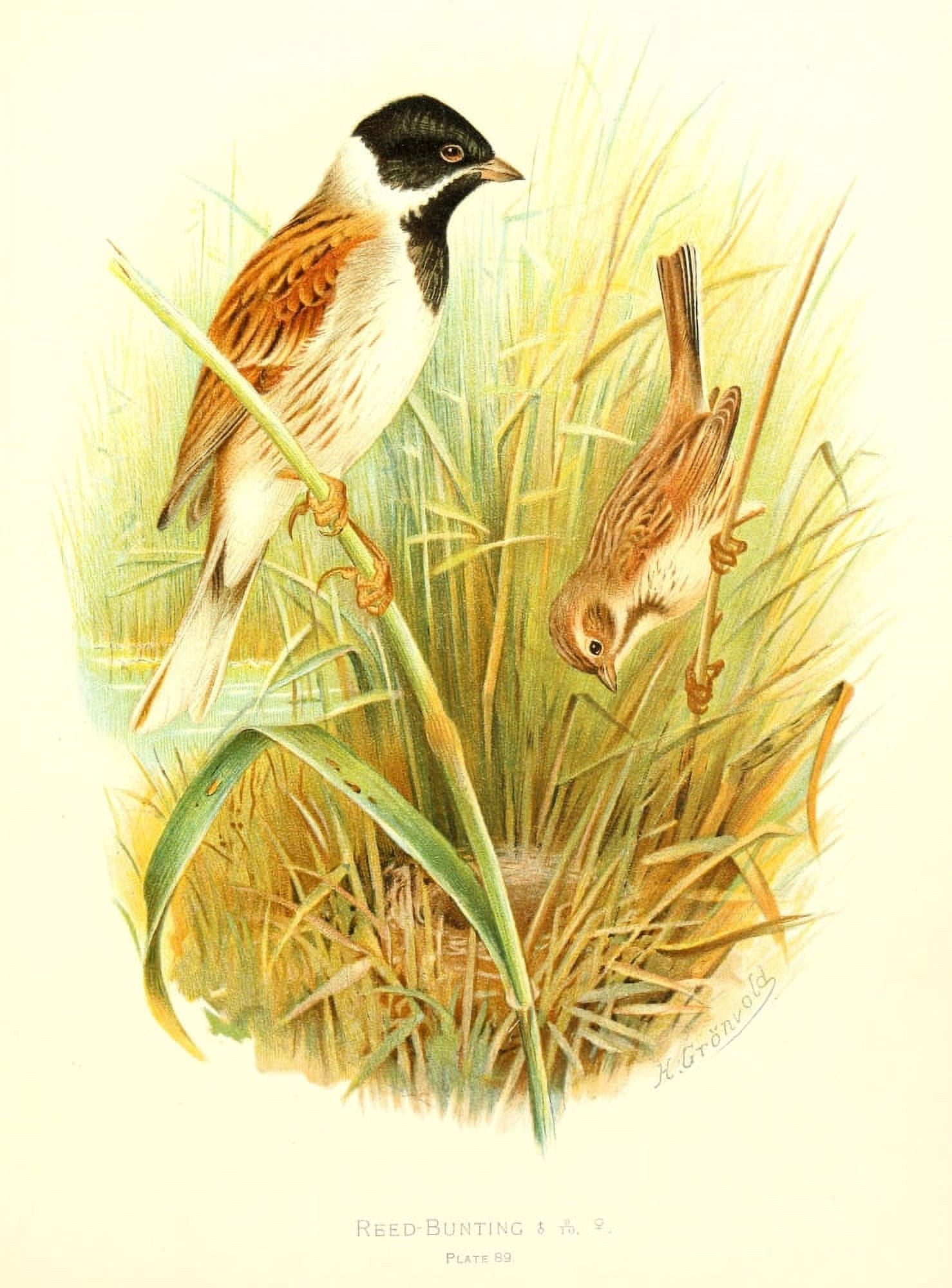 Birds of Britain & Ireland 1907 Bunting Reed Canvas Art - Henrik Grnvold (24 x 36)