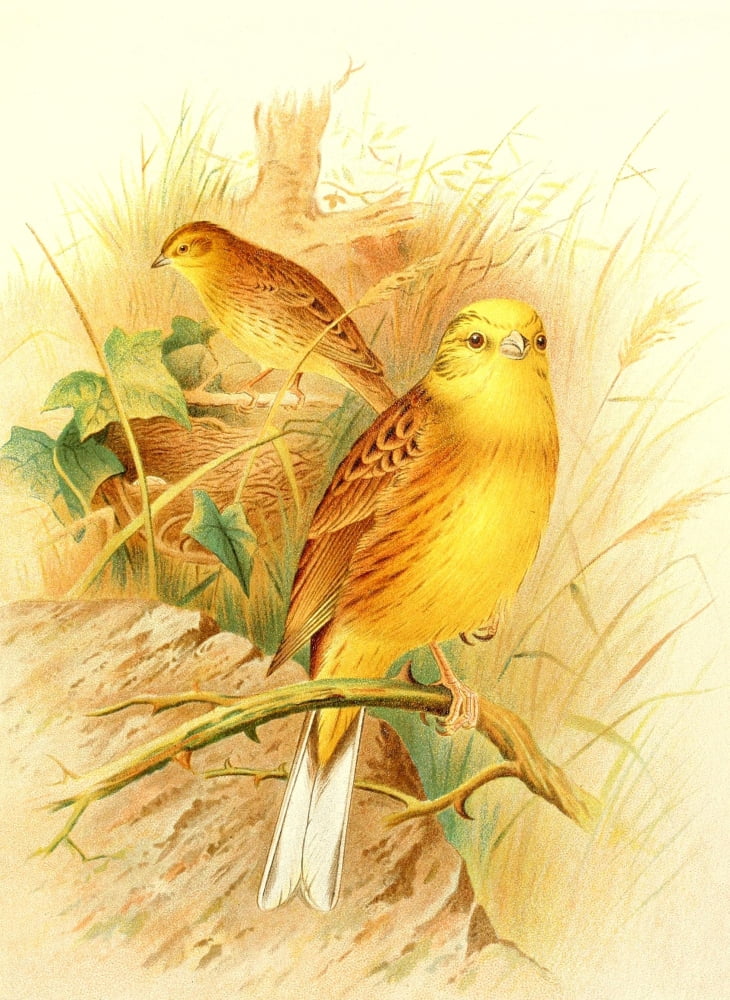 Birds of Britain & Ireland 1907 Bunting Yellow Canvas Art - Henrik Grnvold (24 x 36)