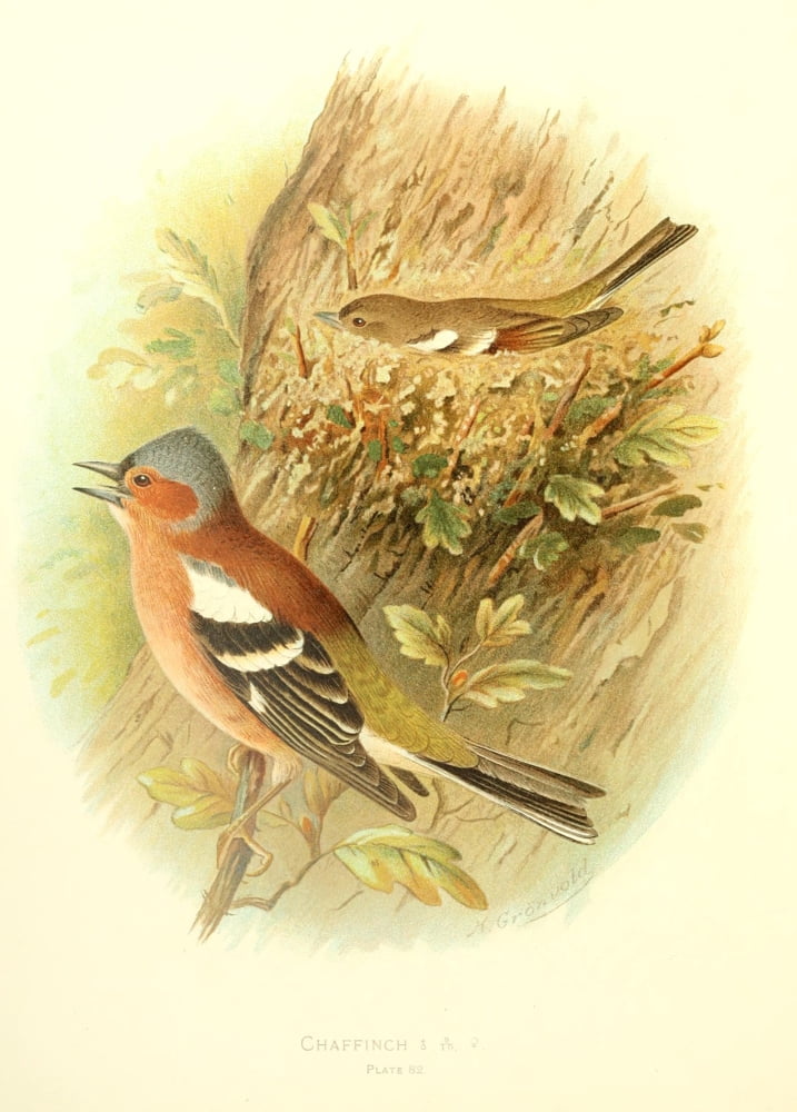 Birds of Britain & Ireland 1907 Chaffinch Canvas Art - Henrik Grnvold (18 x 24)