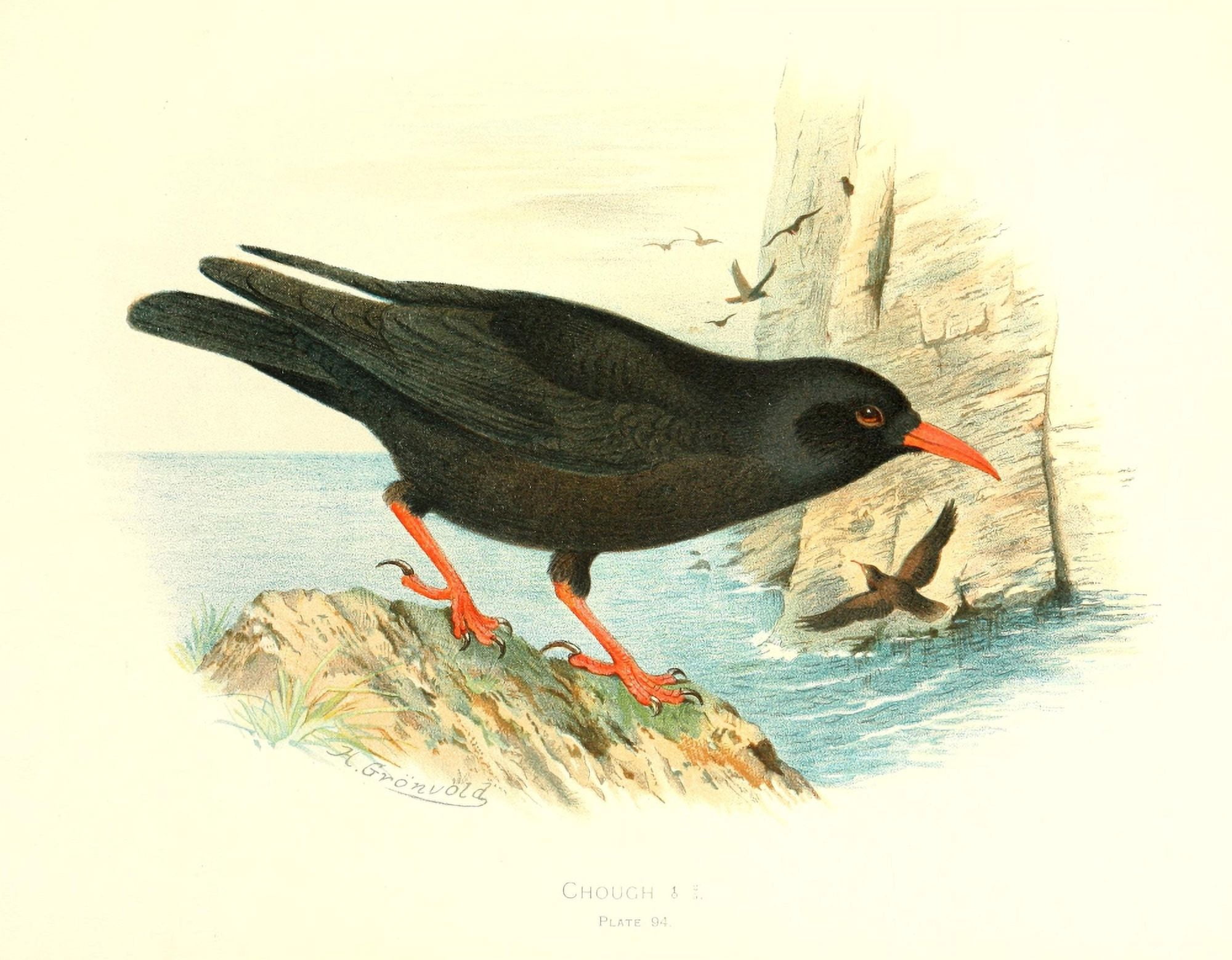 Birds of Britain & Ireland 1907 Chough Canvas Art - Henrik Grnvold (24 x 36)