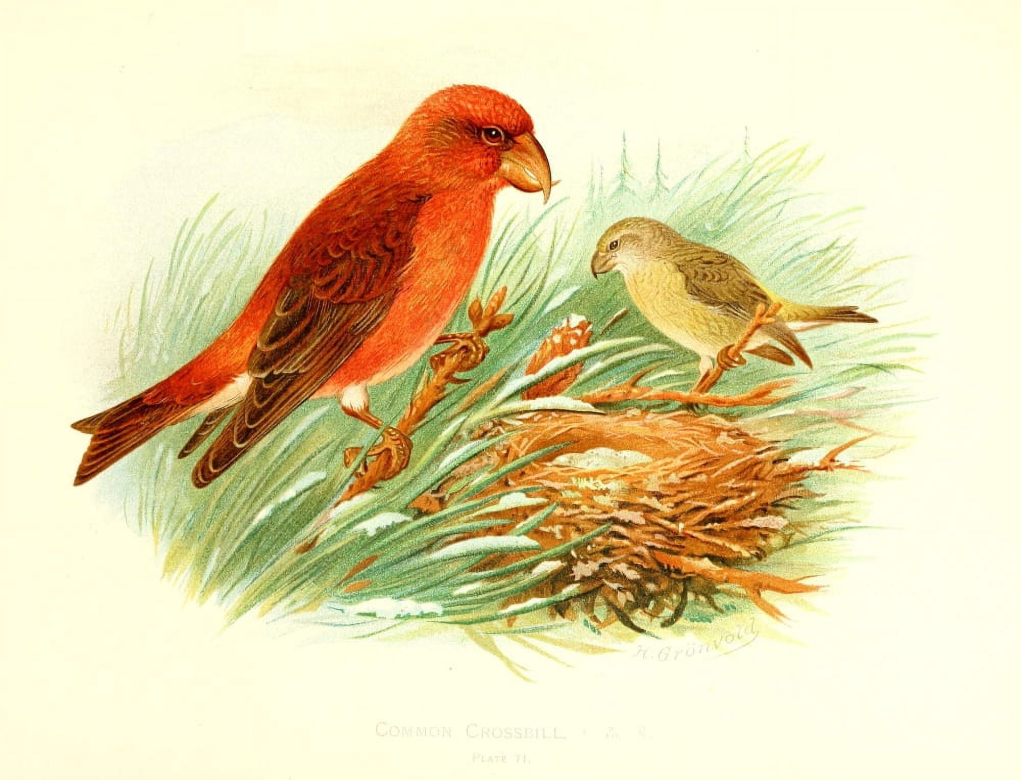 Birds of Britain & Ireland 1907 Crossbill Common Canvas Art - Henrik Grnvold (18 x 24)