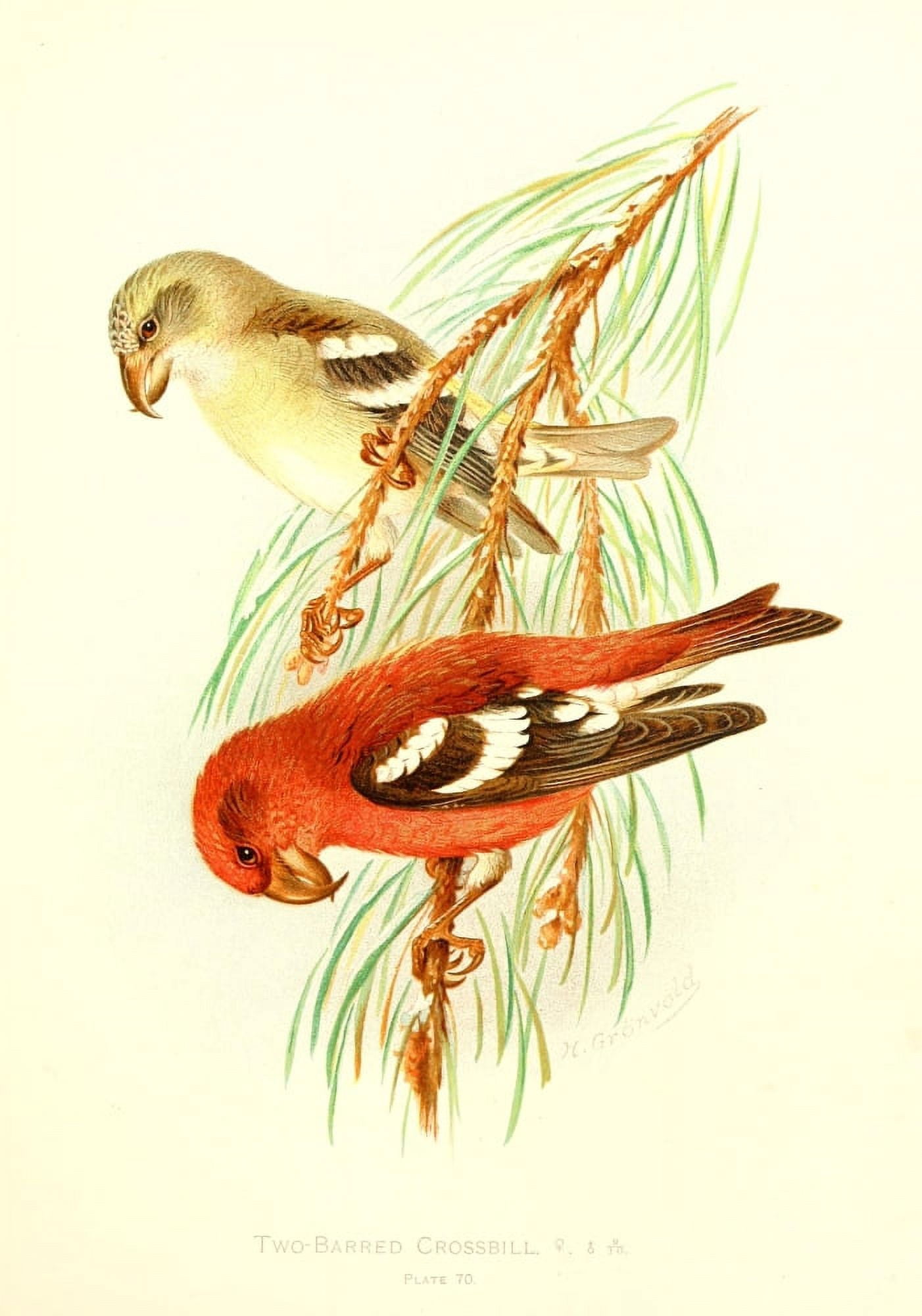 Birds of Britain & Ireland 1907 Crossbill Two-barred Canvas Art - Henrik Grnvold (18 x 24)