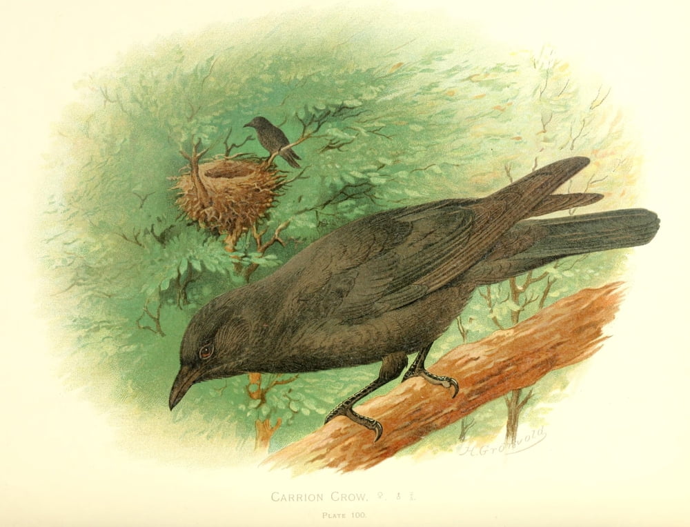 Birds of Britain & Ireland 1907 Crow Carrion Canvas Art - Henrik Grnvold (18 x 24)