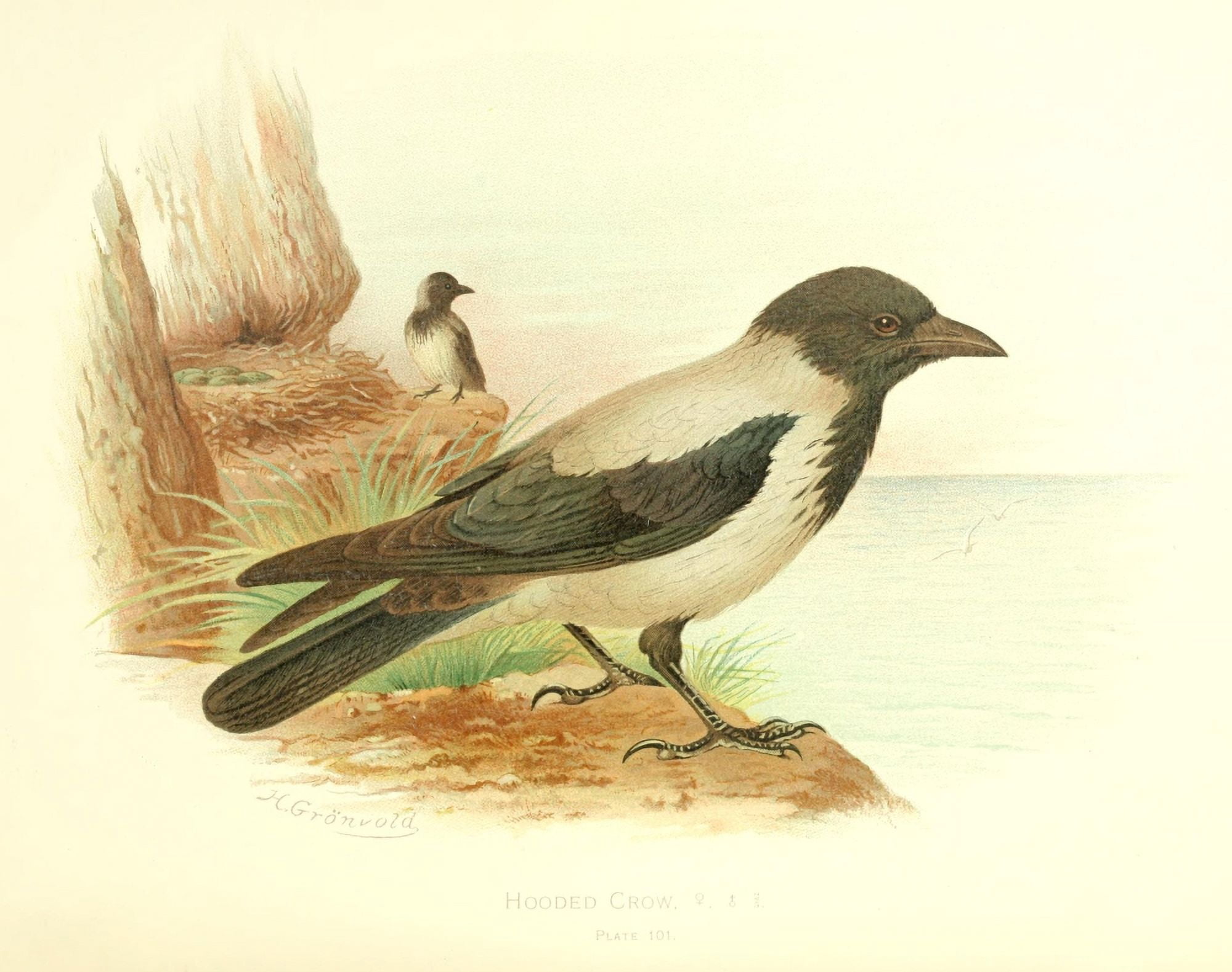 Birds of Britain & Ireland 1907 Crow Hooded Canvas Art - Henrik Grnvold (24 x 36)