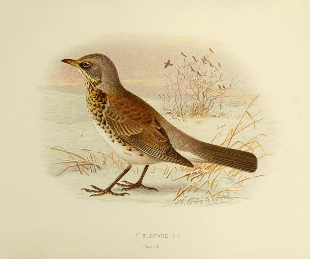 Birds of Britain & Ireland 1907 Fieldfare Canvas Art - Henrik Grnvold (24 x 36)