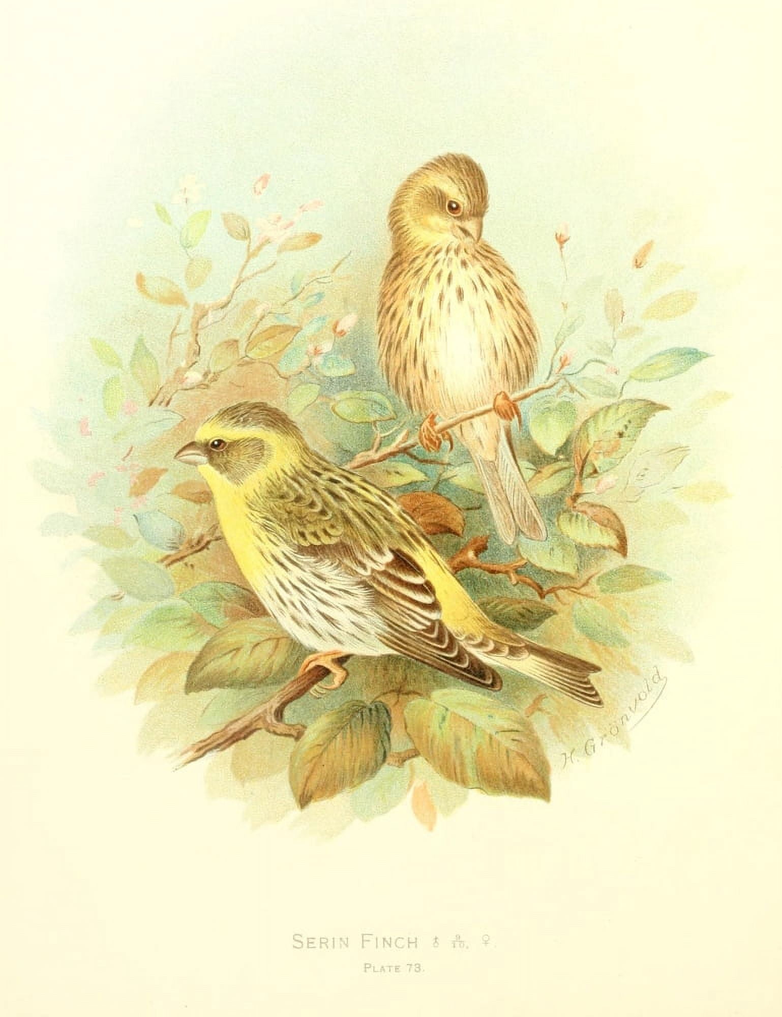 Birds of Britain & Ireland 1907 Finch Serin Canvas Art - Henrik Grnvold (24 x 36)