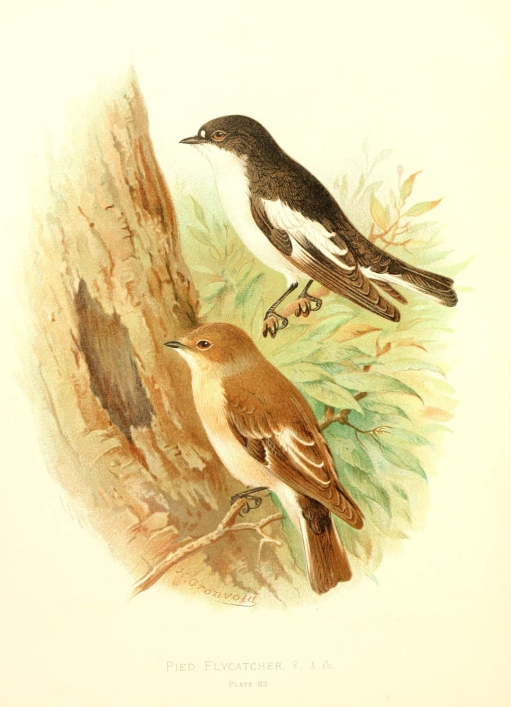 Birds of Britain & Ireland 1907 Flycatcher Pied Canvas Art - Henrik Grnvold (24 x 36)