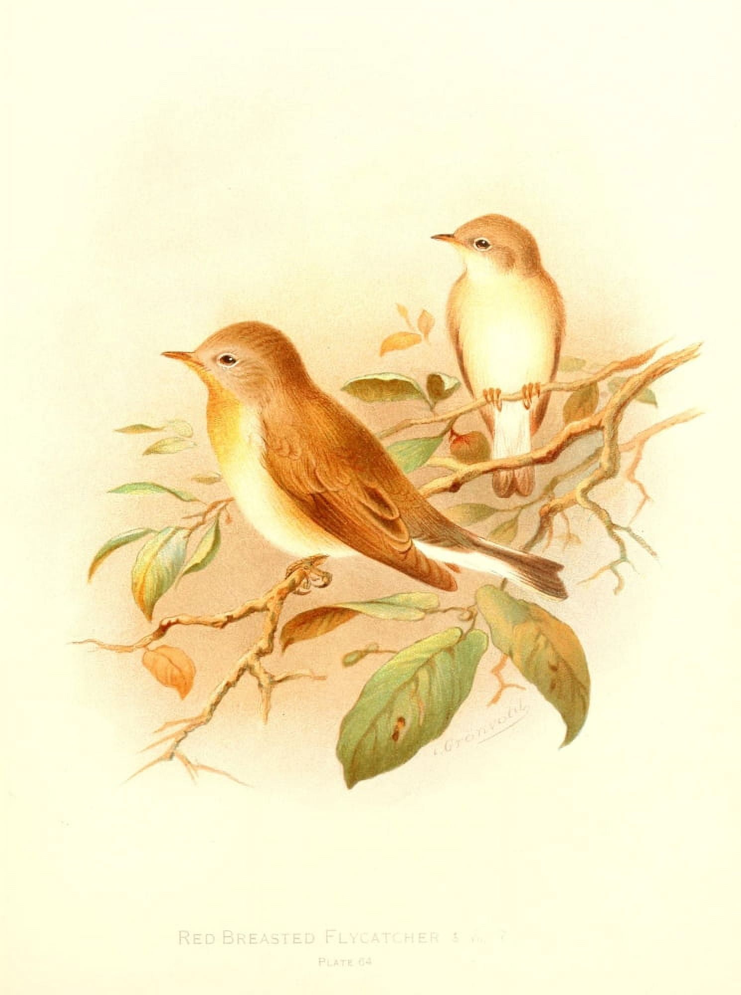 Birds of Britain & Ireland 1907 Flycatcher Red-breasted Canvas Art - Henrik Grnvold (24 x 36)