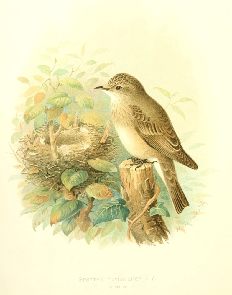 Birds of Britain & Ireland 1907 Flycatcher Spotted Canvas Art - Henrik Grnvold (18 x 24)