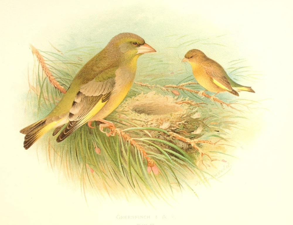 Birds of Britain & Ireland 1907 Greenfinch Canvas Art - Henrik Grnvold (18 x 24)