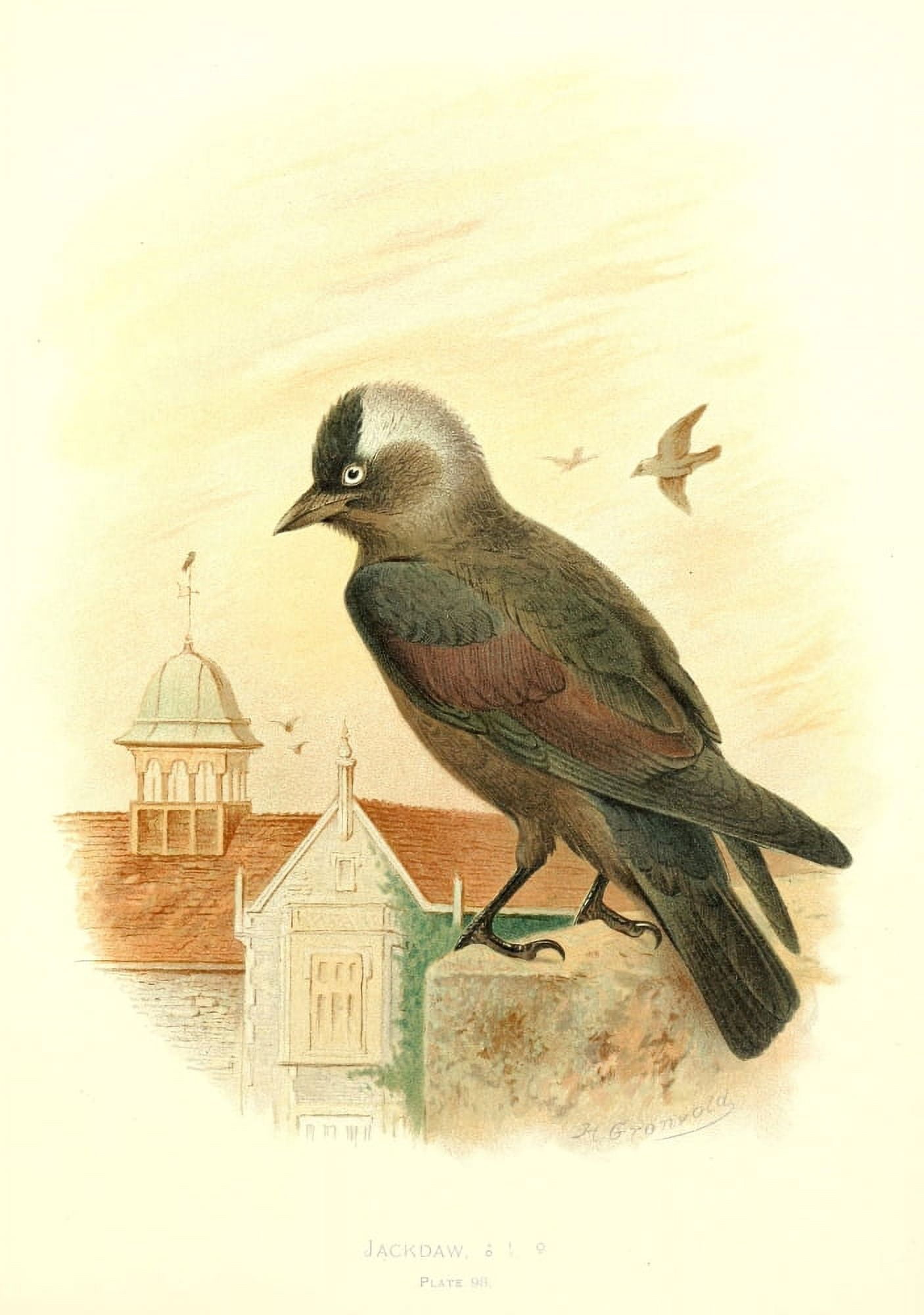 Birds of Britain & Ireland 1907 Jackdaw Canvas Art - Henrik Grnvold (18 x 24)