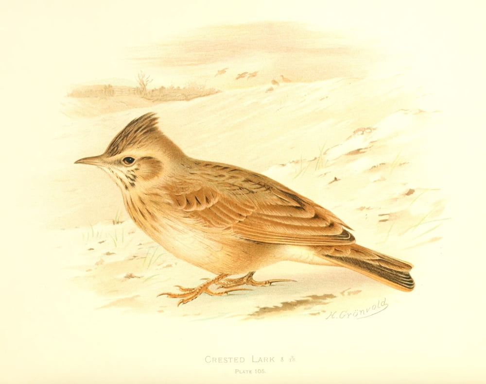 Birds of Britain & Ireland 1907 Lark Crested Canvas Art - Henrik Grnvold (24 x 36)