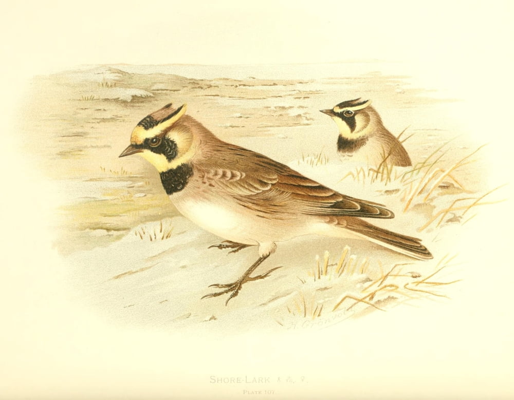 Birds of Britain & Ireland 1907 Lark Shore Canvas Art - Henrik Grnvold (18 x 24)