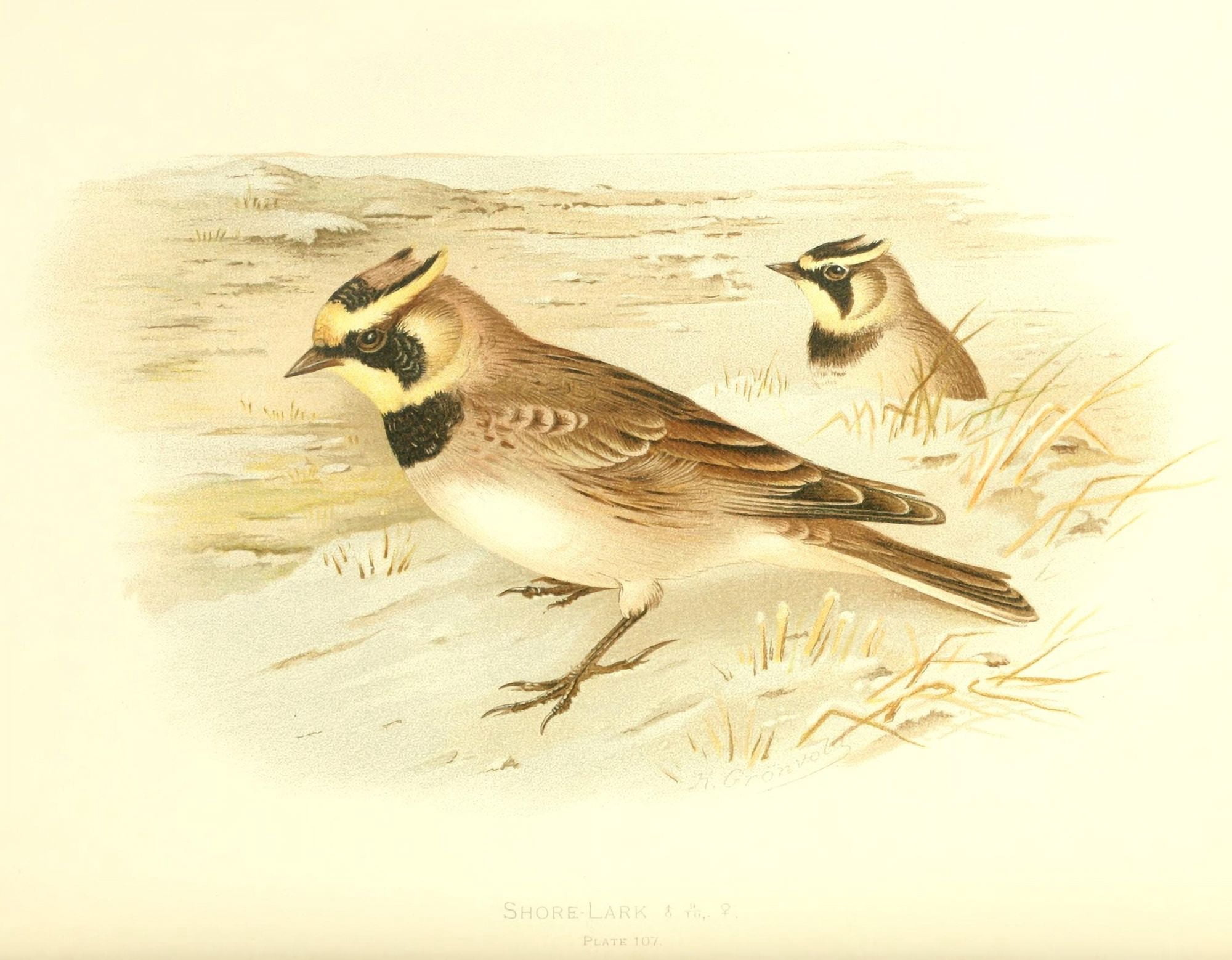 Birds of Britain & Ireland 1907 Lark Shore Canvas Art - Henrik Grnvold (24 x 36)