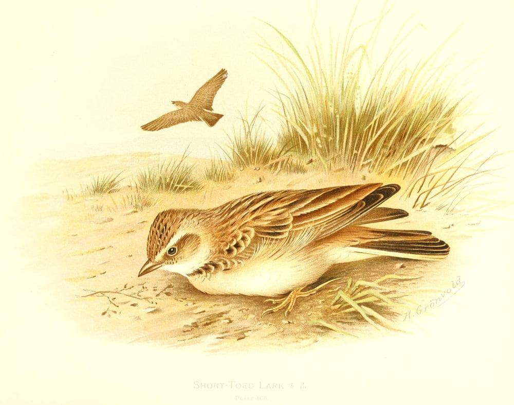 Birds of Britain & Ireland 1907 Lark Short-toed Canvas Art - Henrik Grnvold (24 x 36)