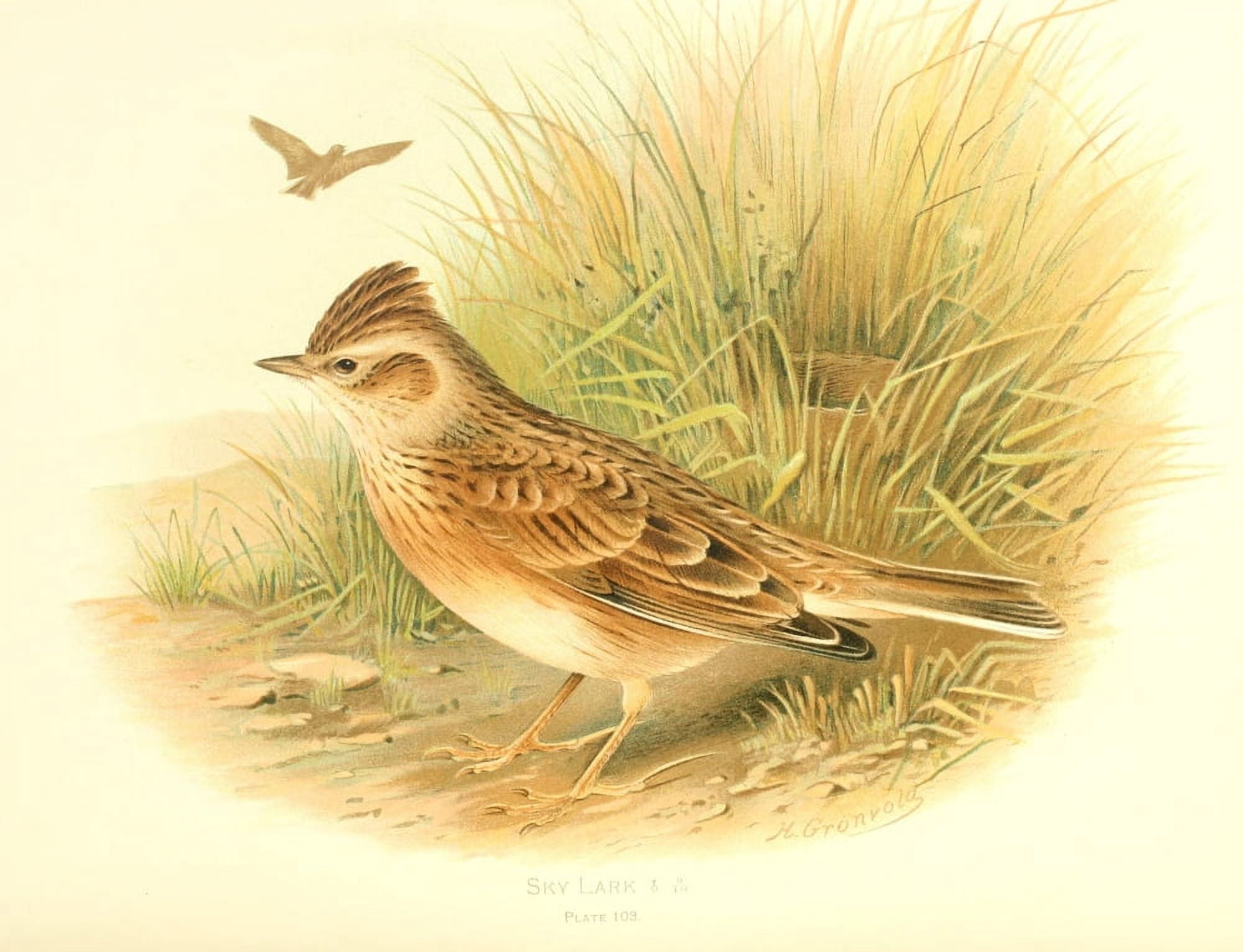 Birds of Britain & Ireland 1907 Lark Sky Canvas Art - Henrik Grnvold (24 x 36)