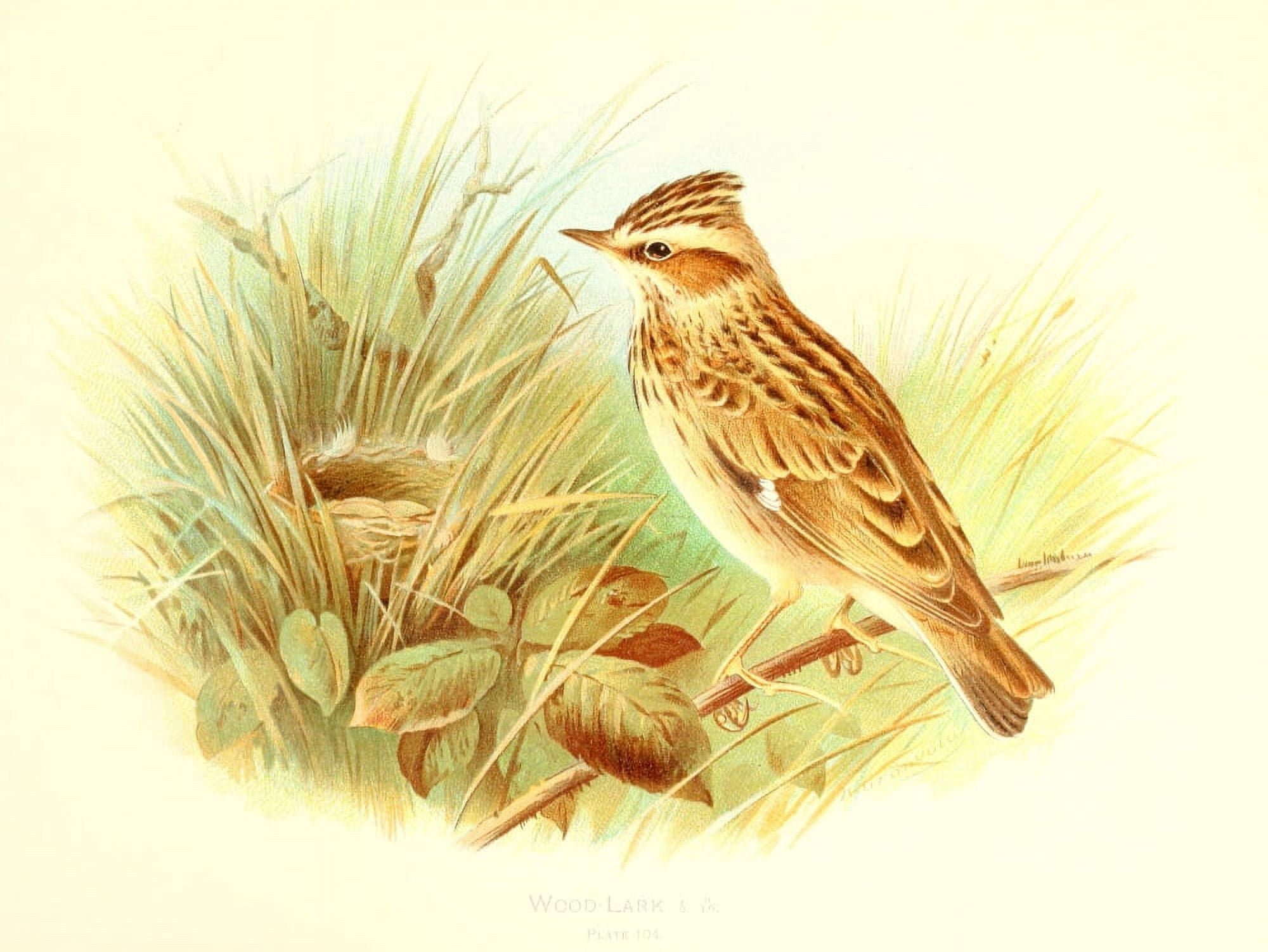 Birds of Britain & Ireland 1907 Lark Wood Canvas Art - Henrik Grnvold (18 x 24)