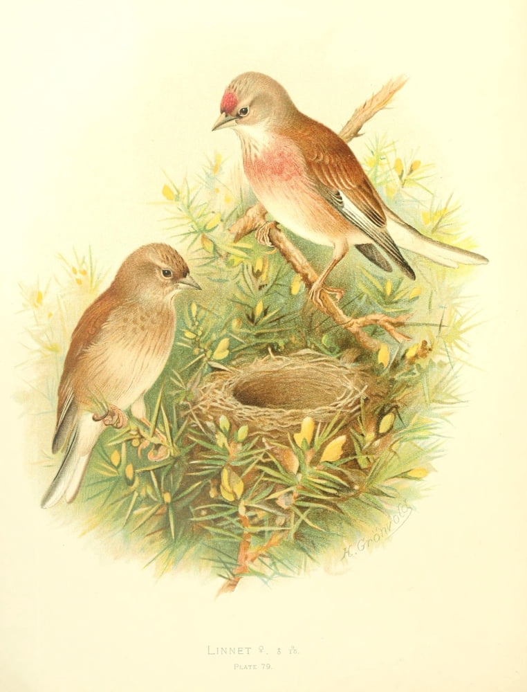 Birds of Britain & Ireland 1907 Linnet Canvas Art - Henrik Grnvold (18 x 24)
