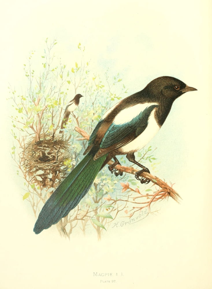 Birds of Britain & Ireland 1907 Magpie Canvas Art - Henrik Grnvold (18 x 24)