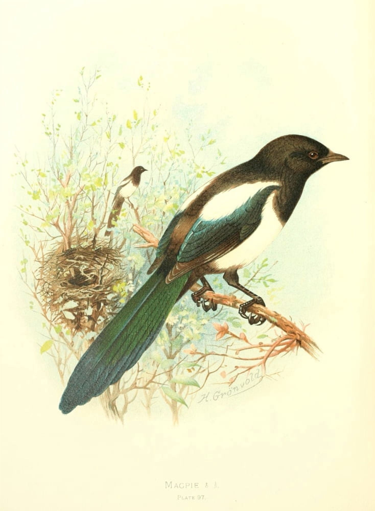 Birds of Britain & Ireland 1907 Magpie Canvas Art - Henrik Grnvold (24 x 36)