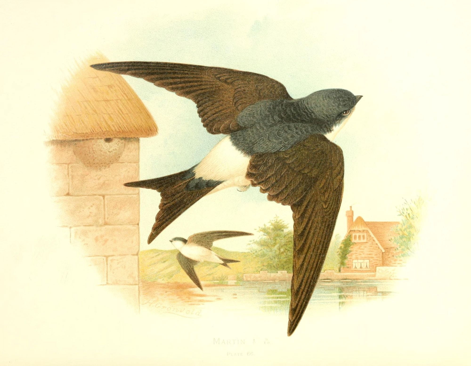 Birds of Britain & Ireland 1907 Martin Canvas Art - Henrik Grnvold (18 x 24)