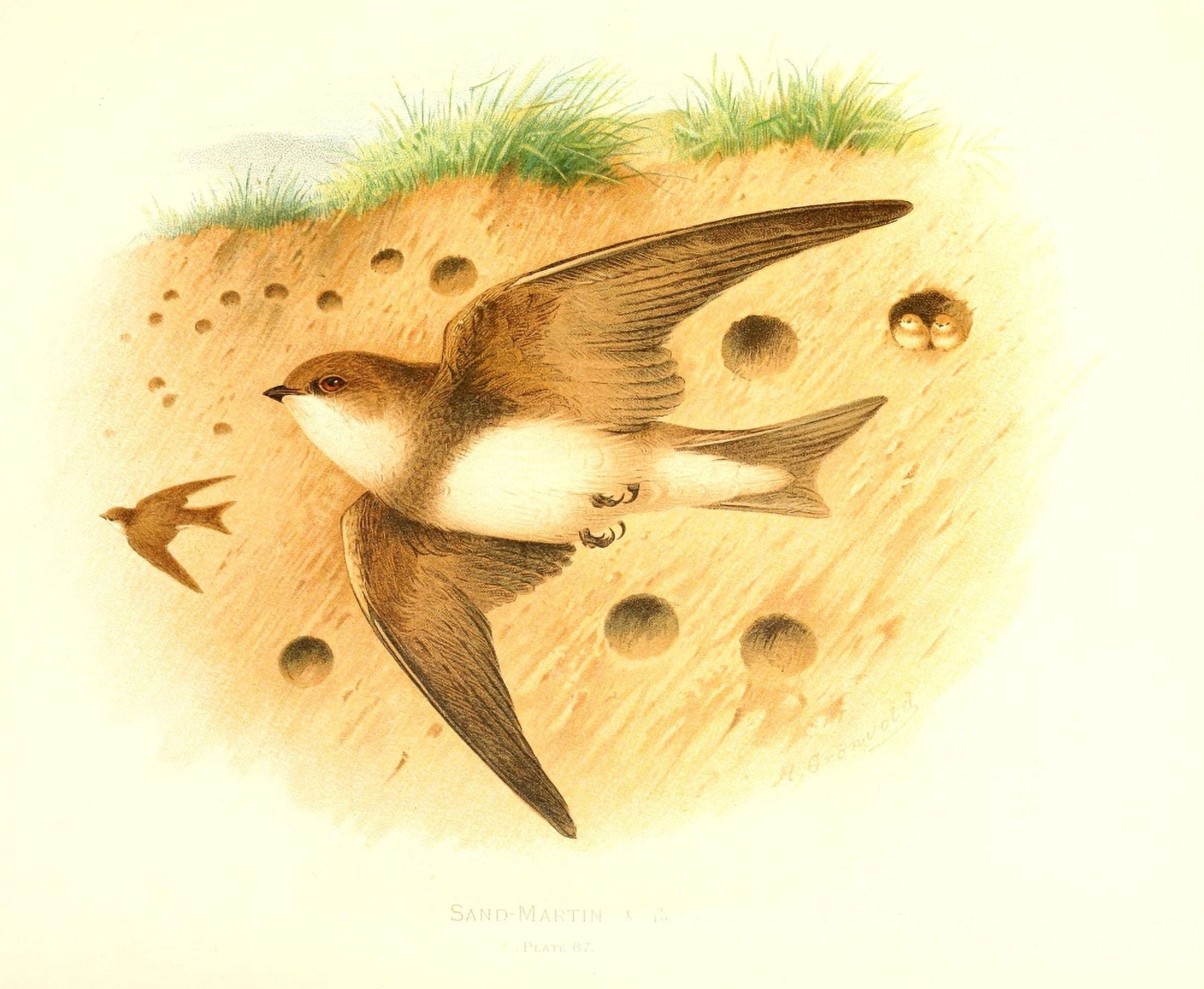 Birds of Britain & Ireland 1907 Martin Sand Canvas Art - Henrik Grnvold (18 x 24)