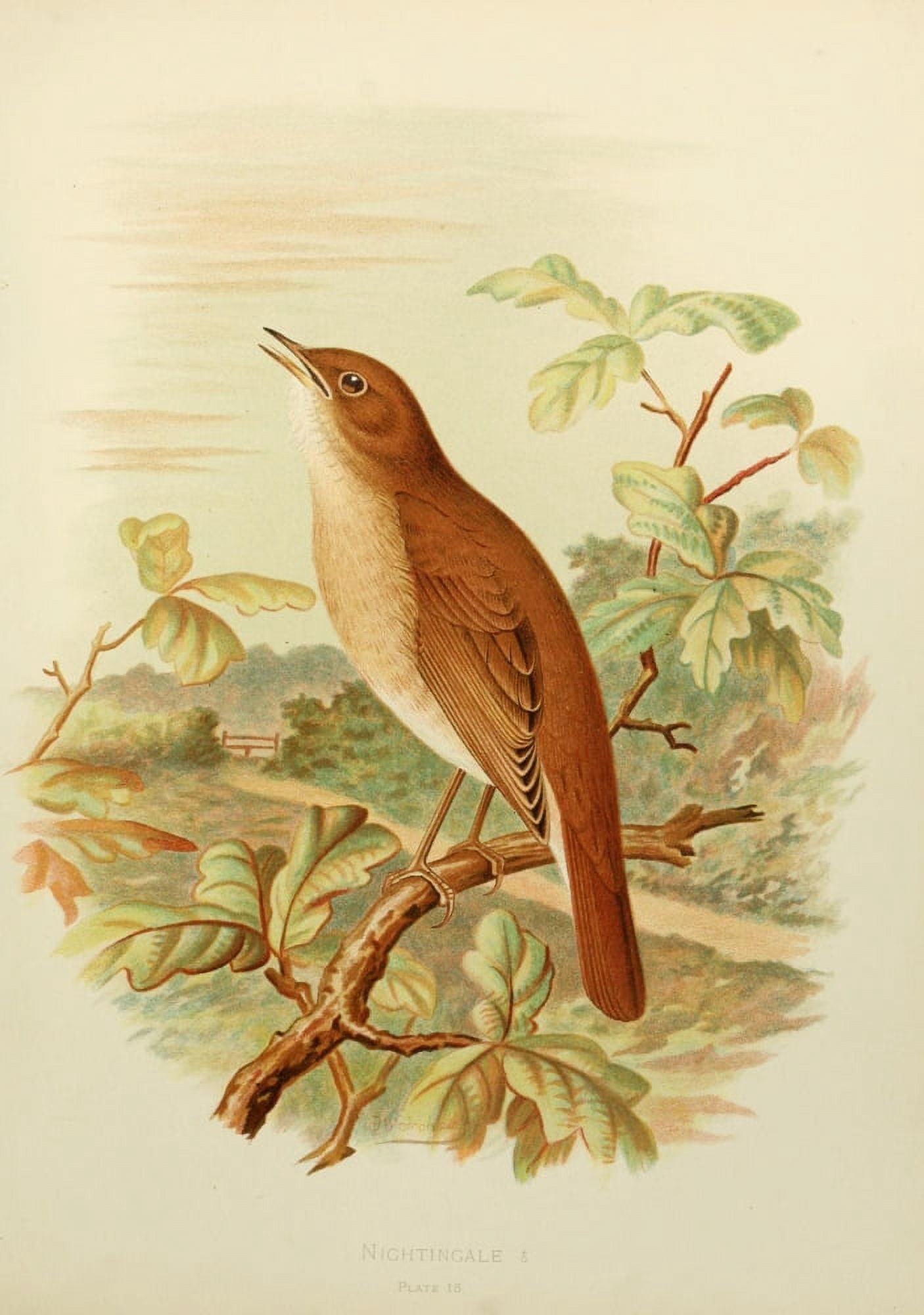 Birds of Britain & Ireland 1907 Nightingale Canvas Art - Henrik Grnvold (18 x 24)
