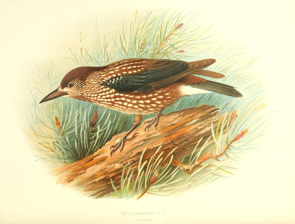 Birds of Britain & Ireland 1907 Nutcracker Canvas Art - Henrik Grnvold (24 x 36)