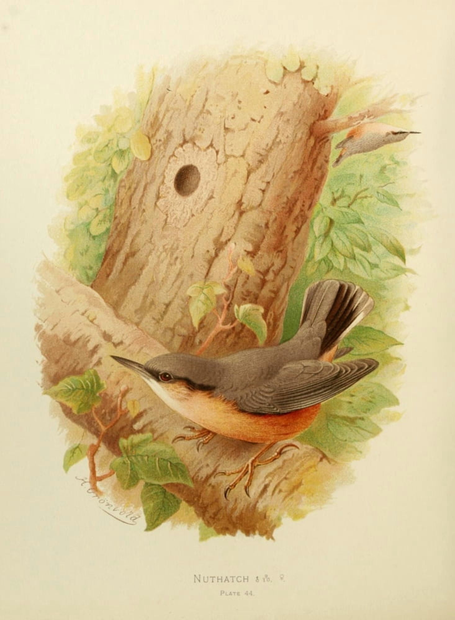 Birds of Britain & Ireland 1907 Nuthatch Canvas Art - Henrik Grnvold (18 x 24)